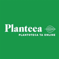 Planteea, Bucureşti