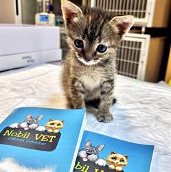 NOBIL CIA VET SRL, Bucureşti
