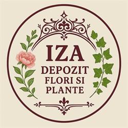 Iza SRL, Arad