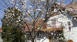 MAGNOLIA, Prejmer