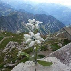 FLOARE DE COLŢ, Borsec