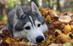 CABINET VETERINAR "D&D CULMAR VET" - SLATINA, JUDETUL OLT, Slatina