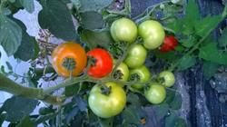 BALDOPAL AGRO SRL, Baldovineşti