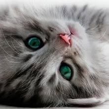 Cabinet veterinar non stop Bucuresti