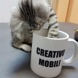 CREATIVO MOBILI, Bragadiru