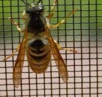 Plase Insecte - plaseinsecte.com, Bragadiru