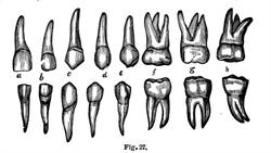 DENTANDU, Târgu Mureş