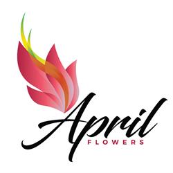 April Flowers, Sibiu