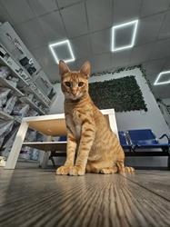 Quick Vet, Constanţa