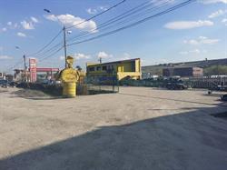 Omuletul Galben, Turda