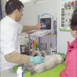 Cabinet Veterinar Toma's, Târgu Neamţ