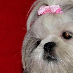 Cosmetica Canina Woof Timisoara