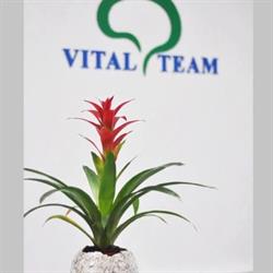 Centrul Medical Vital Team, Cluj-Napoca