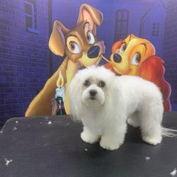 Doamna&Vagabondul Frizerie Canina, Braşov