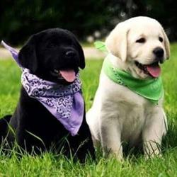 Medivet Shoppet - Cabinet Veterinar Voluntari