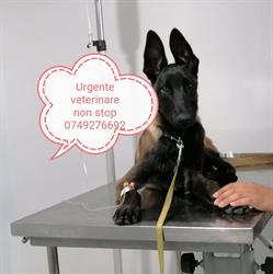 Urgente veterinare non stop iasi, Iaşi