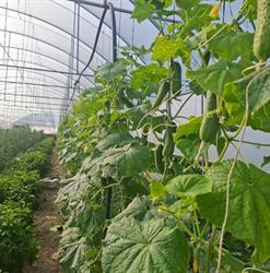 Ferma Legume Bencze, Cătălina