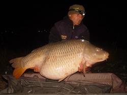 Daxx Baits, Arad