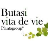 BUTASI VITA DE VIE, Timişoara