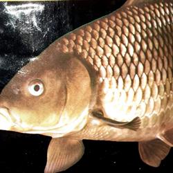 La Oana, Tunari