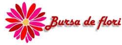 IFA TRAVEL MANAGEMENT SRL, Bucureşti