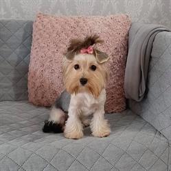Roxi Pet Salon, Bucureşti