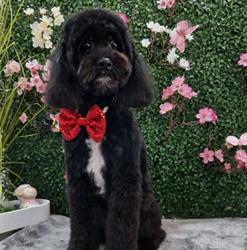 Groomer Pet Salon Focsani, Vâlcele