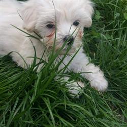 Coafura canina carei, Carei
