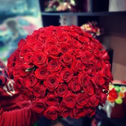 Floraria Andoria, Oradea