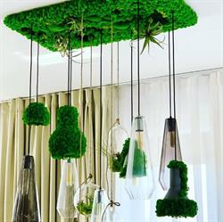 Jolie Arts - Tablouri cu Licheni Naturali, Pereti Vegetali si Plante Stabilizate, Bucureşti