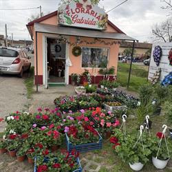 Floraria Gabriela Tileagd