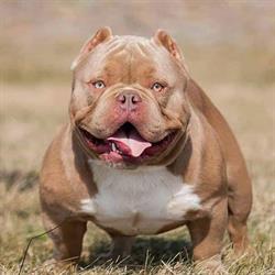 RoyalBullyFame Kennel, Botoşani