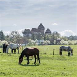 Transylvania on Horseback, Viscri