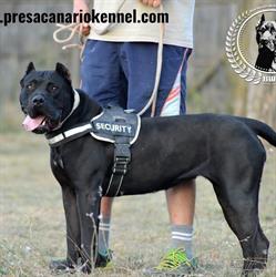 Bucovina Working Dogs, Gura Humorului