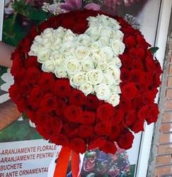 Floraria Soarelui, Timişoara
