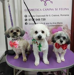 Grooming pets & spa by Ana Maria Constantinescu, Craiova