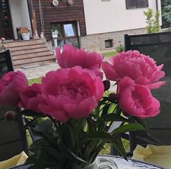 Pensiunea agroturistica Stefanut, Prundu Bârgăului