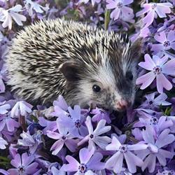 Libraria Riciu, Săcele