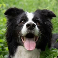 cosmetică canină şi felină Anohana kutyakozmetika, Păuleşti