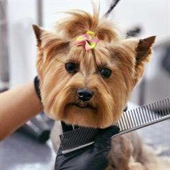Salon de cosmetică canină premium mobilă by Ricky, Mediaş