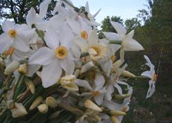 Poiana Narciselor Vad - Sercaia