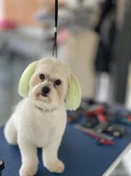 Coafor Canin-Grooming by Carmen, Galaţi