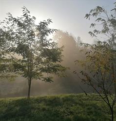Verde de Viscri