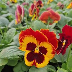 Sera de flori Timisoara
