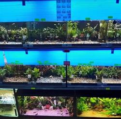 PET SHOP Gherla