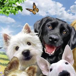 Beauty Pet Salon, Bucureşti