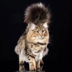 Wild Forest's Cattery - Norvegiana de padure, Bucureşti