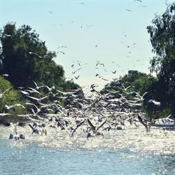 Excursii in Delta Dunarii - DaviCris, Tulcea