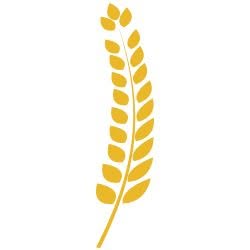 Agris, Şcheia