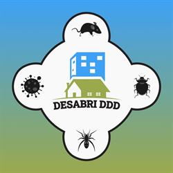 Desabri, Timişoara